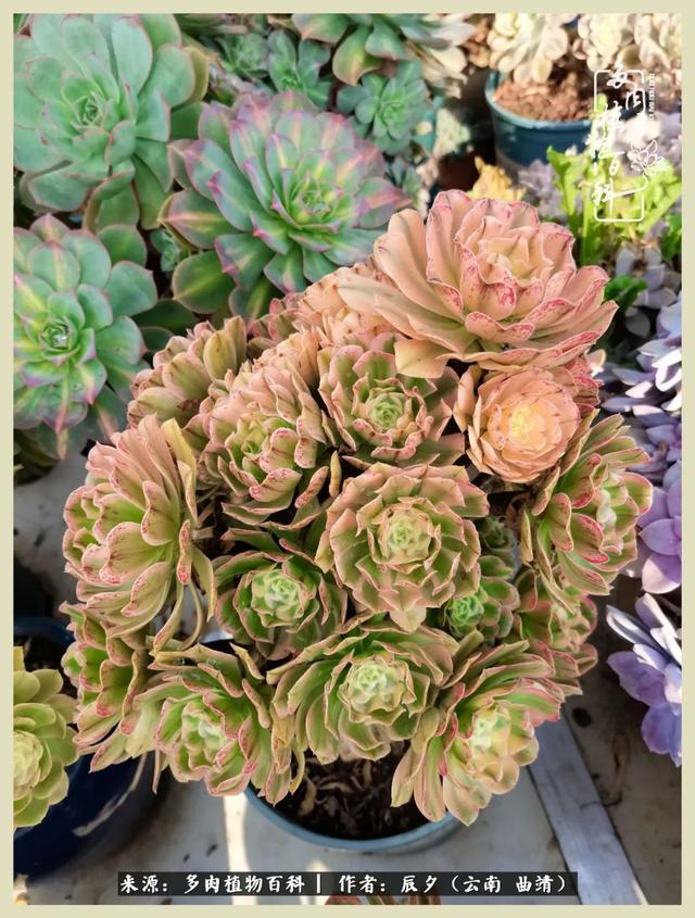 烁玉流金，绿树成荫之时，一直要如夏花般绚烂