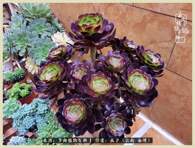 烁玉流金，绿树成荫之时，一直要如夏花般绚烂