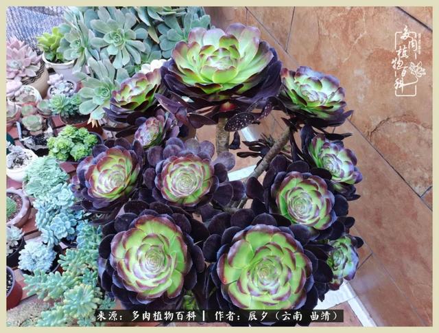 烁玉流金，绿树成荫之时，一直要如夏花般绚烂