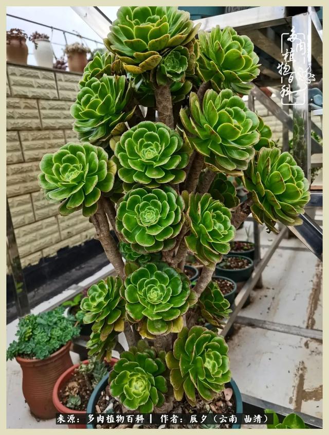 烁玉流金，绿树成荫之时，一直要如夏花般绚烂