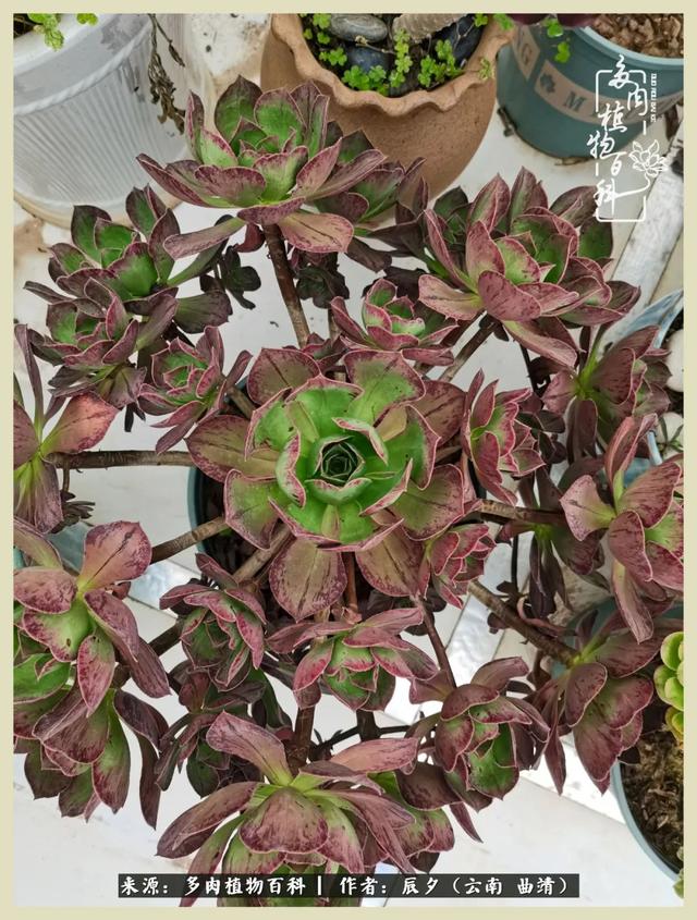 烁玉流金，绿树成荫之时，一直要如夏花般绚烂