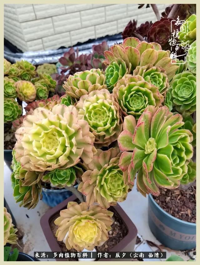 烁玉流金，绿树成荫之时，一直要如夏花般绚烂