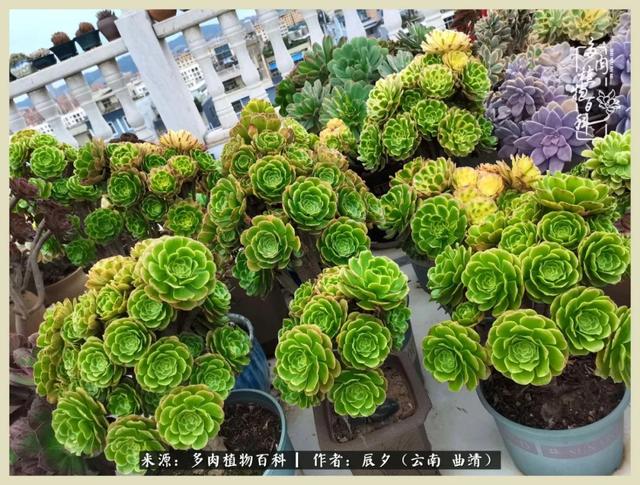 烁玉流金，绿树成荫之时，一直要如夏花般绚烂