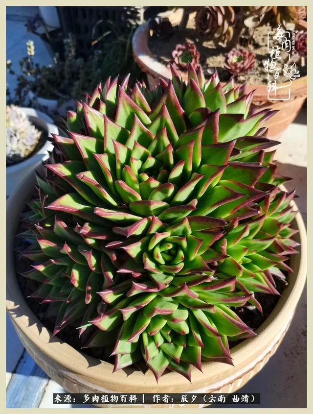 烁玉流金，绿树成荫之时，一直要如夏花般绚烂