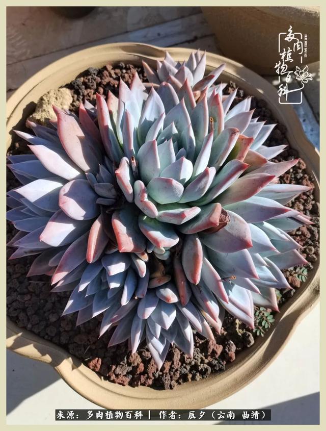 烁玉流金，绿树成荫之时，一直要如夏花般绚烂