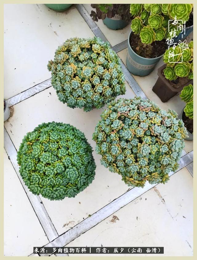 烁玉流金，绿树成荫之时，一直要如夏花般绚烂