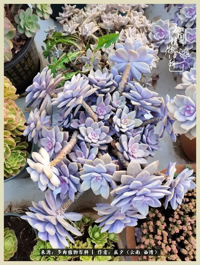 烁玉流金，绿树成荫之时，一直要如夏花般绚烂