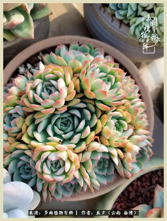 烁玉流金，绿树成荫之时，一直要如夏花般绚烂