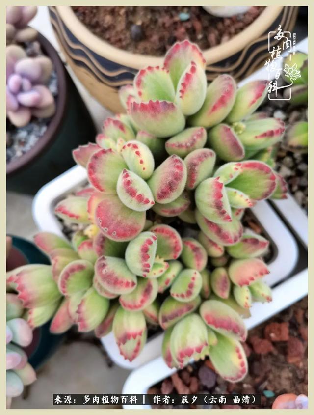 烁玉流金，绿树成荫之时，一直要如夏花般绚烂