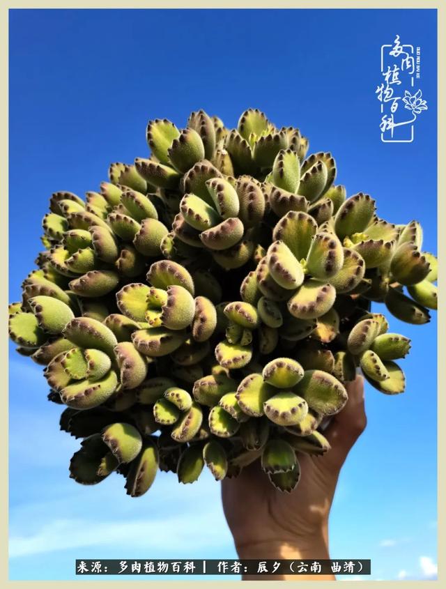 烁玉流金，绿树成荫之时，一直要如夏花般绚烂