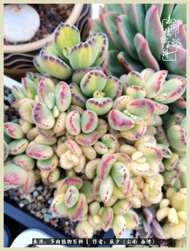 烁玉流金，绿树成荫之时，一直要如夏花般绚烂