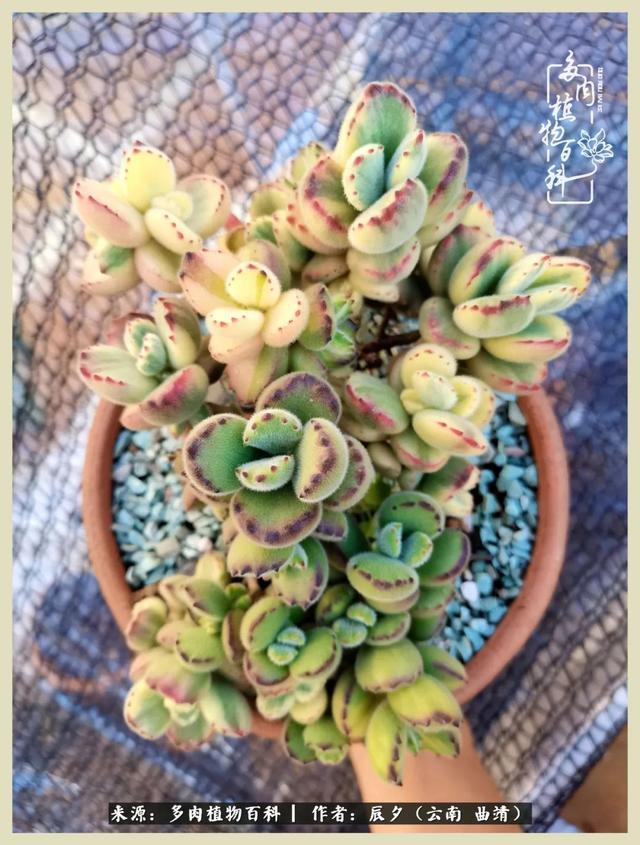 烁玉流金，绿树成荫之时，一直要如夏花般绚烂