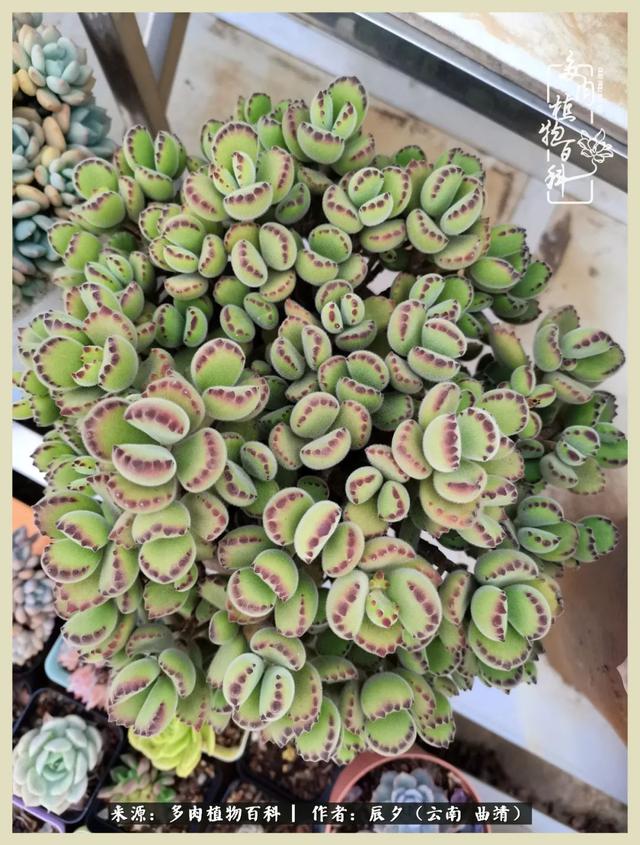 烁玉流金，绿树成荫之时，一直要如夏花般绚烂