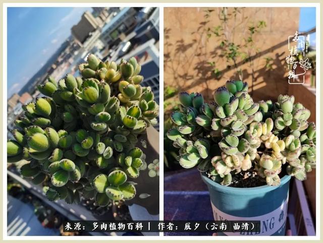 烁玉流金，绿树成荫之时，一直要如夏花般绚烂