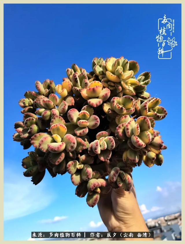 烁玉流金，绿树成荫之时，一直要如夏花般绚烂
