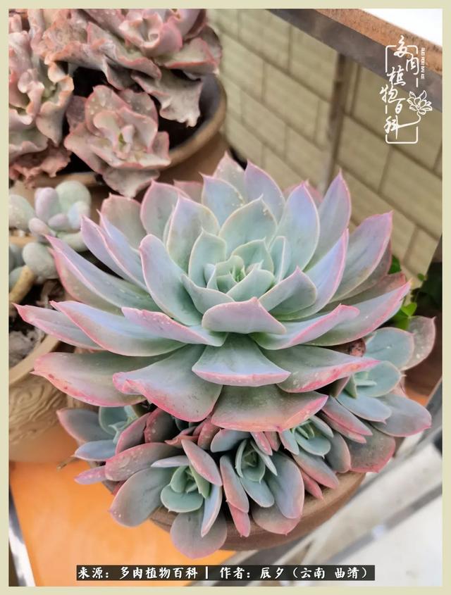 烁玉流金，绿树成荫之时，一直要如夏花般绚烂