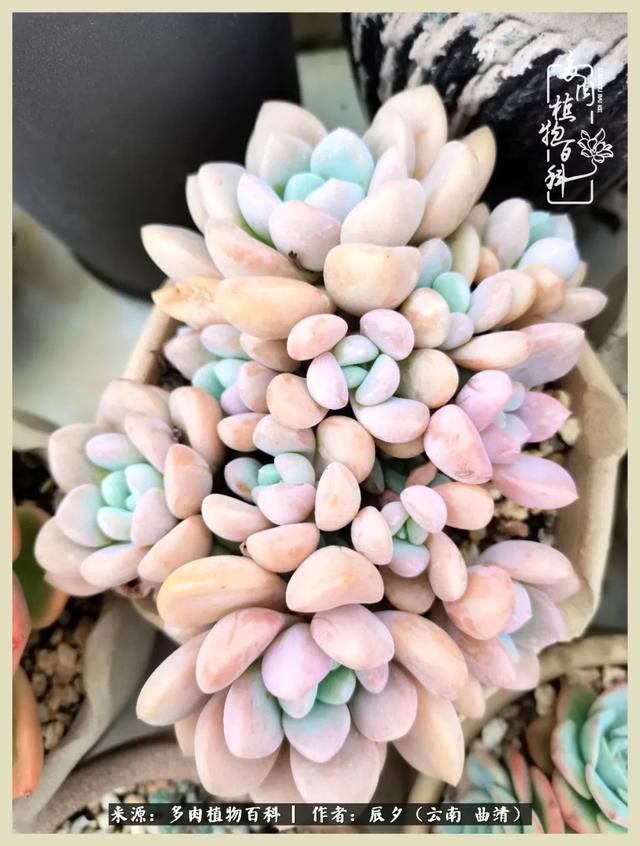 烁玉流金，绿树成荫之时，一直要如夏花般绚烂