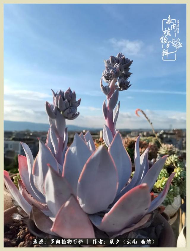 烁玉流金，绿树成荫之时，一直要如夏花般绚烂