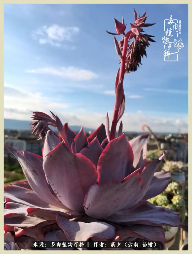 烁玉流金，绿树成荫之时，一直要如夏花般绚烂