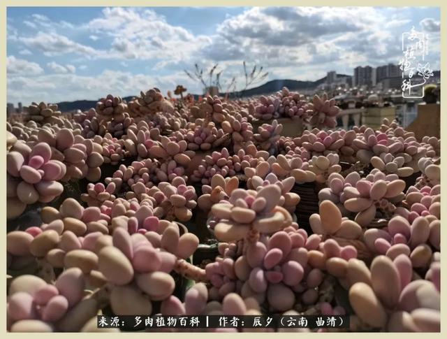 烁玉流金，绿树成荫之时，一直要如夏花般绚烂