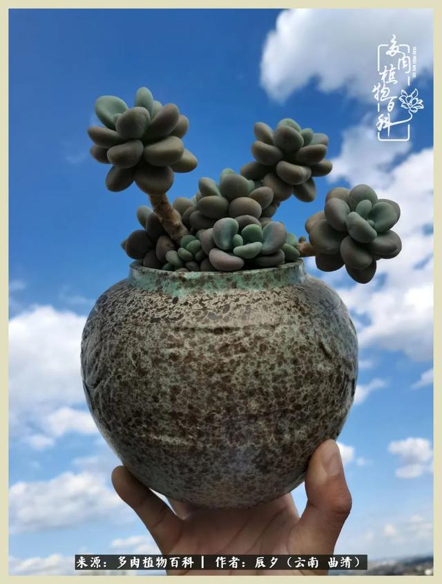 烁玉流金，绿树成荫之时，一直要如夏花般绚烂