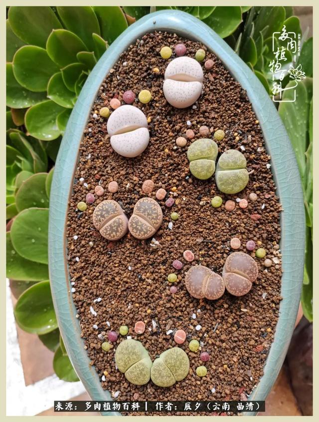 烁玉流金，绿树成荫之时，一直要如夏花般绚烂