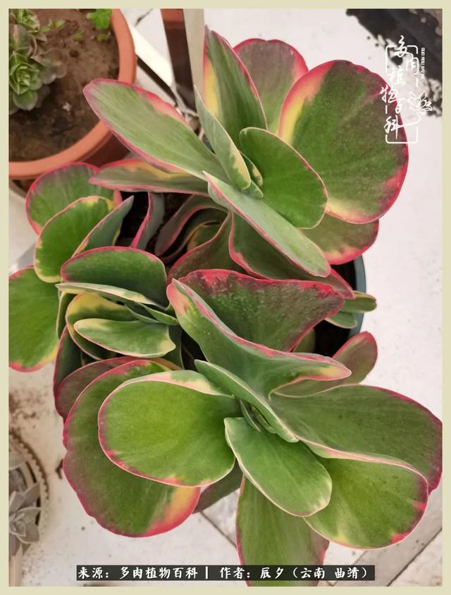 烁玉流金，绿树成荫之时，一直要如夏花般绚烂