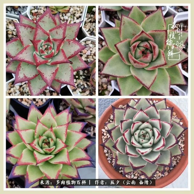 烁玉流金，绿树成荫之时，一直要如夏花般绚烂