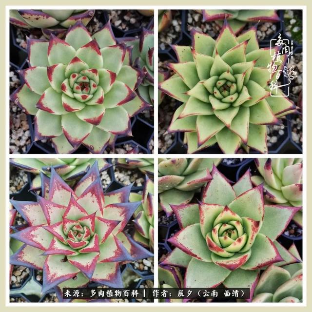 烁玉流金，绿树成荫之时，一直要如夏花般绚烂