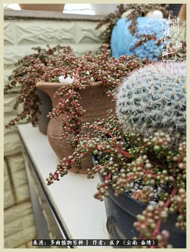 烁玉流金，绿树成荫之时，一直要如夏花般绚烂