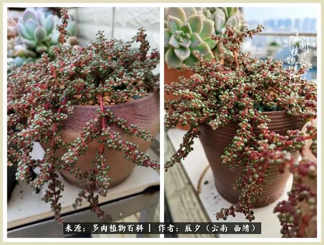 烁玉流金，绿树成荫之时，一直要如夏花般绚烂