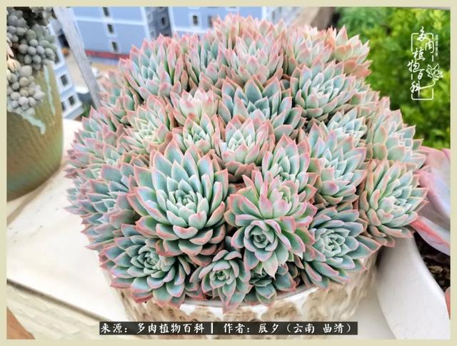 烁玉流金，绿树成荫之时，一直要如夏花般绚烂