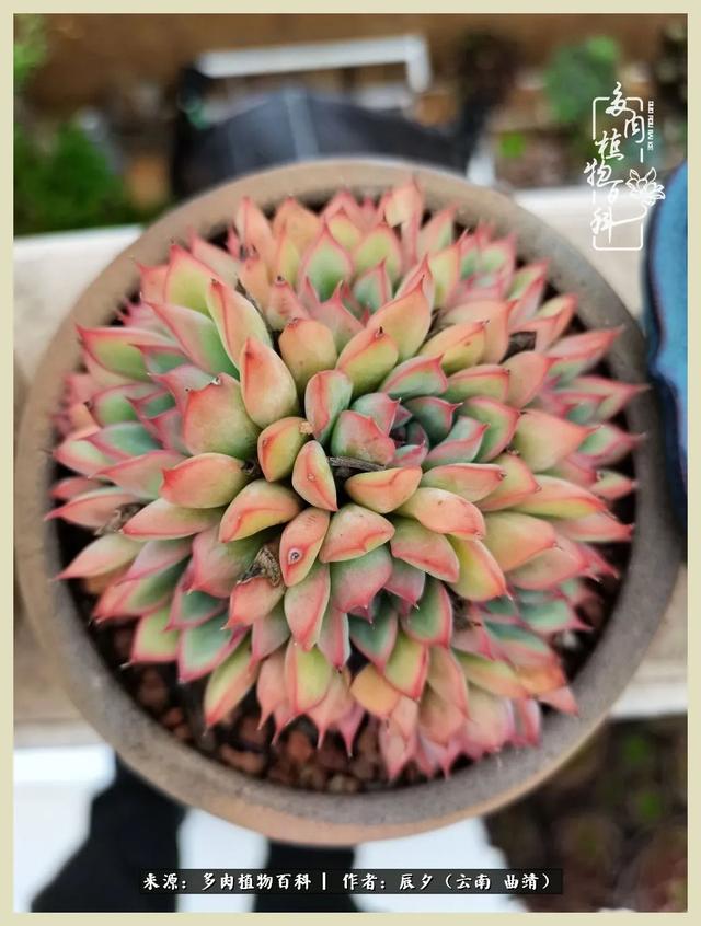烁玉流金，绿树成荫之时，一直要如夏花般绚烂