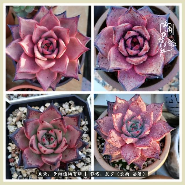 烁玉流金，绿树成荫之时，一直要如夏花般绚烂