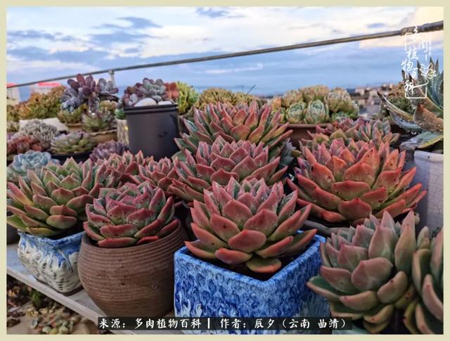 烁玉流金，绿树成荫之时，一直要如夏花般绚烂