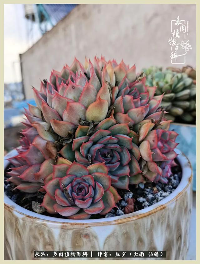 烁玉流金，绿树成荫之时，一直要如夏花般绚烂