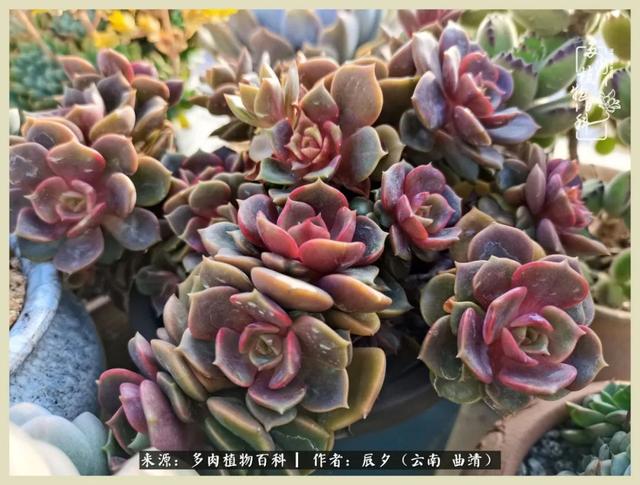 烁玉流金，绿树成荫之时，一直要如夏花般绚烂