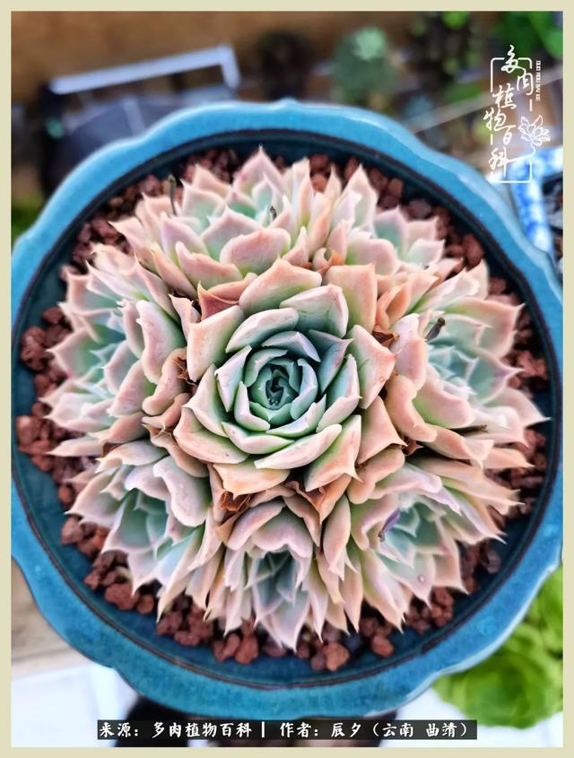 烁玉流金，绿树成荫之时，一直要如夏花般绚烂