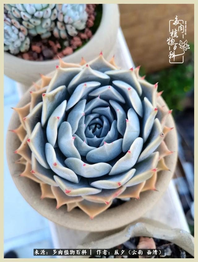 烁玉流金，绿树成荫之时，一直要如夏花般绚烂