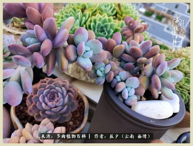 烁玉流金，绿树成荫之时，一直要如夏花般绚烂