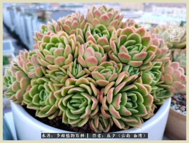 烁玉流金，绿树成荫之时，一直要如夏花般绚烂
