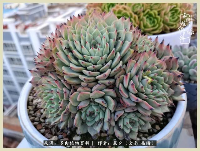 烁玉流金，绿树成荫之时，一直要如夏花般绚烂