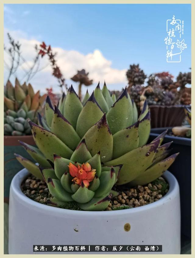 烁玉流金，绿树成荫之时，一直要如夏花般绚烂