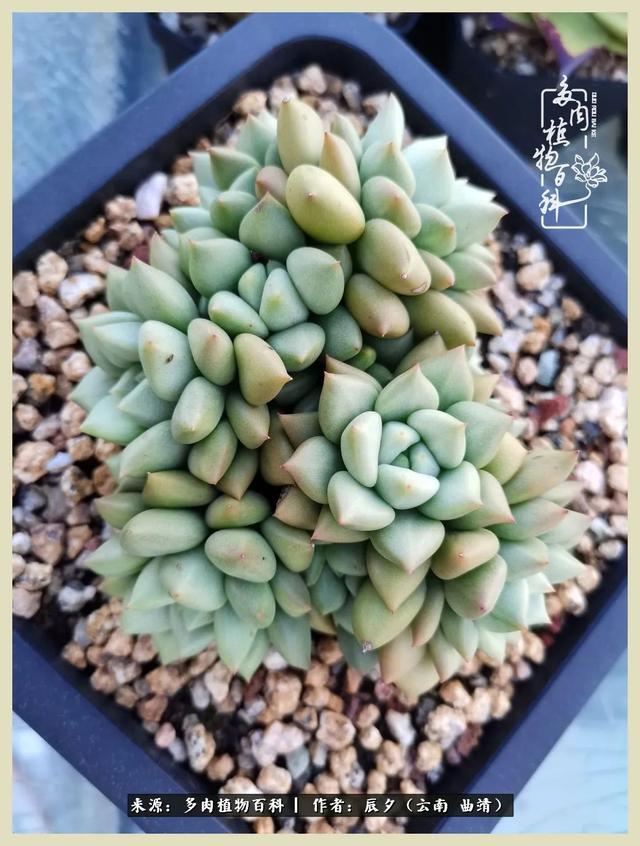 烁玉流金，绿树成荫之时，一直要如夏花般绚烂