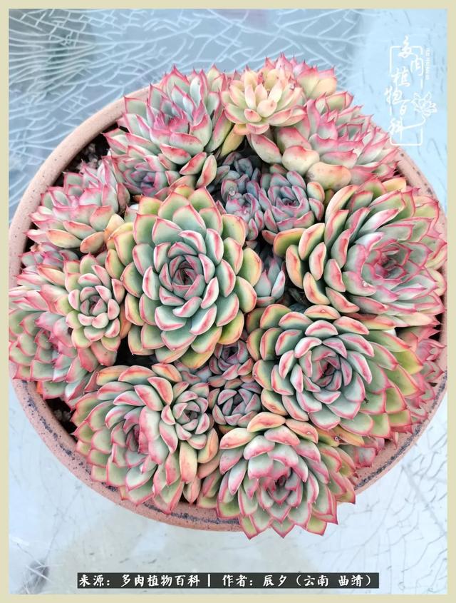 烁玉流金，绿树成荫之时，一直要如夏花般绚烂