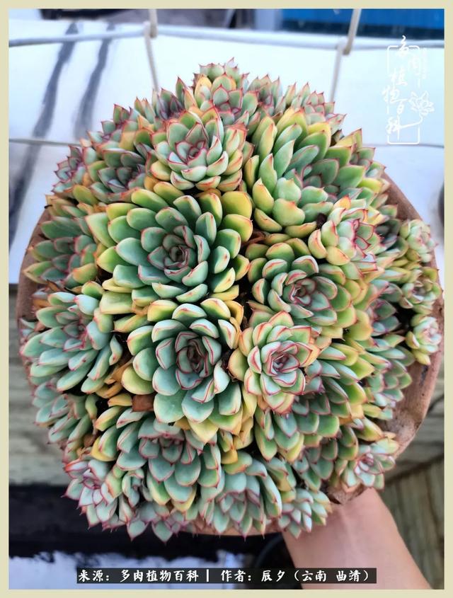 烁玉流金，绿树成荫之时，一直要如夏花般绚烂