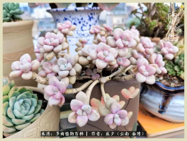 烁玉流金，绿树成荫之时，一直要如夏花般绚烂