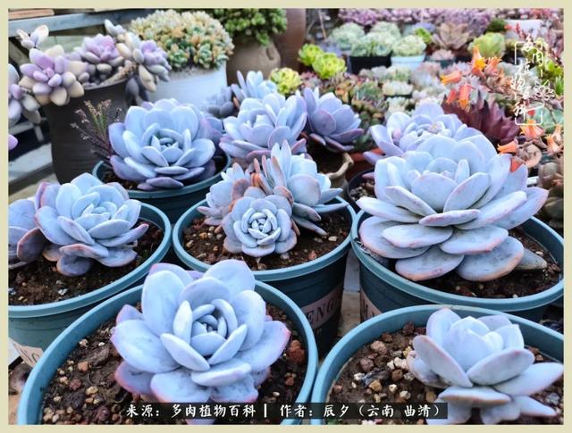 烁玉流金，绿树成荫之时，一直要如夏花般绚烂