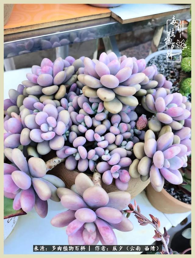 烁玉流金，绿树成荫之时，一直要如夏花般绚烂
