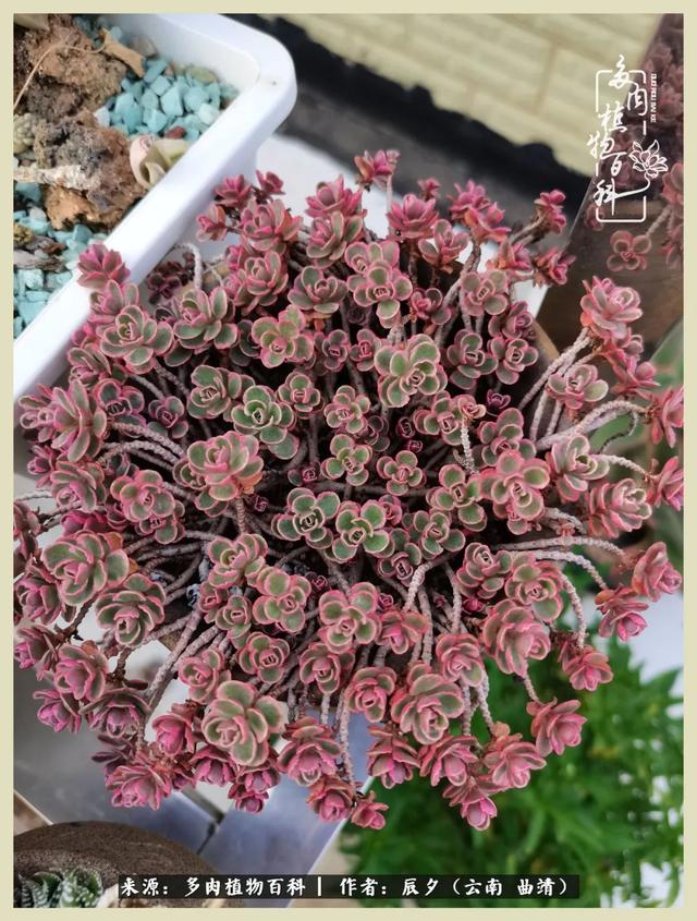 烁玉流金，绿树成荫之时，一直要如夏花般绚烂